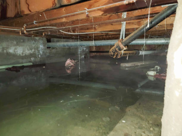 Best Mold removal after water damage  in Garrison, TX